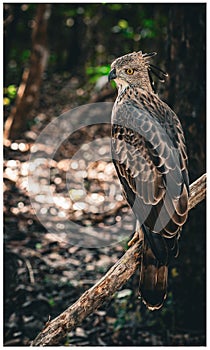 Portrait of Crested Hawk-eagle, Wilpattu National park, Sri Lanka.