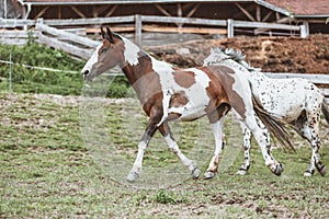 Portrait of a Criollo horse at a meadow