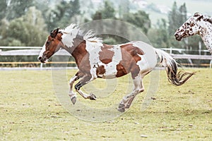 Portrait of a Criollo horse at a meadow