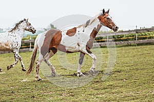 Portrait of a Criollo horse at a meadow