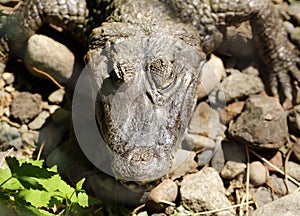 Portrait of the crocodile aligator