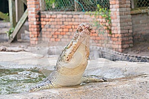 Portrait of crocodile chewing chicken meat in the pond at the mini zoo crocodile farm