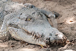 Portrait of crocodile covered in soil at the mini zoo crocodile farm in Miri.
