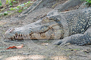 Portrait of crocodile on the ground at the mini zoo crocodile farm in Miri.