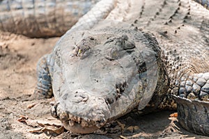 Portrait of crocodile laying on the sandy ground at the mini zoo crocodile farm in Miri.