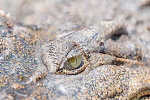 Portrait of a crocodile with light brown skin and green eye
