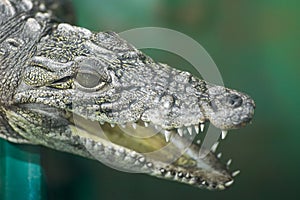 Portrait of a crocodile lying with open mouth. Portrait of a crocodile