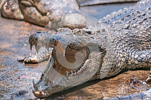 Portrait of crocodile with open maw and sharp teeth at the mini zoo crocodile farm in Miri.