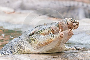 Portrait of crocodile in the pond at the mini zoo crocodile farm