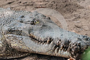 Portrait of crocodile on the sand at the mini zoo crocodile farm in Miri.