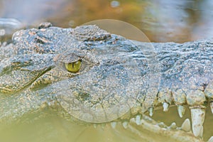 Portrait of a crocodile with sharp teeth and green eye