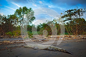 Portrait of Crocodile, in the water with evening sun. Crocodile from Costa Rica. Caiman in the water, Tarcoles river, Carara, Cost