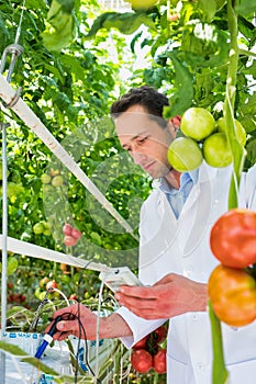 Portrait of crop scientist using equipment to examine tomatoes growing in greenhouse