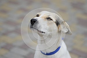 Portrait of cross-breed white dog looking up