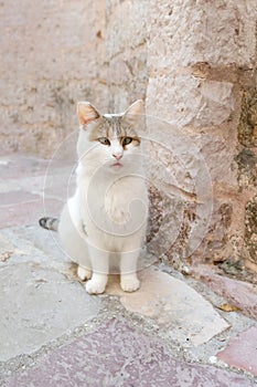 Portrait of cross-eyed cat outdoors