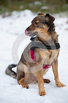 Portrait of a crossbreed dog