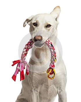 Portrait of Crossbreed dog holding toy