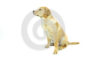Portrait of a Crossbreed Labrador retriever dog puppy sitting, with a white background
