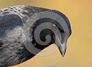 Portrait of a crow