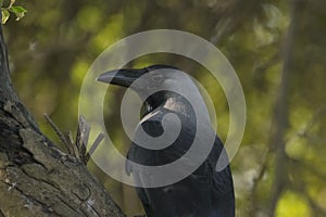 Portrait of Crow Sitting on Branch of Tree