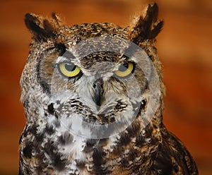 A portrait of a crowned african eagle owl