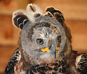 A portrait of a crowned african eagle owl