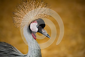 Portrait of Crowned Crane