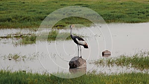 Portrait Of Crowned Crane At Pond In African Savanna