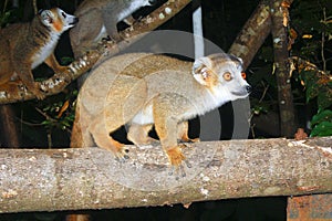 Portrait of crowned lemur Eulemur coronatus Ankarana National Park. The crowned lemur is endemic to the dry deciduous forests of