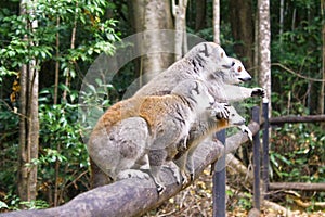 Portrait of crowned lemur Eulemur coronatus Ankarana National Park. The crowned lemur is endemic to the dry deciduous forests of