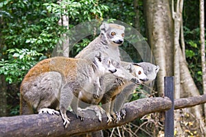 Portrait of crowned lemur Eulemur coronatus Ankarana National Park. The crowned lemur is endemic to the dry deciduous forests of