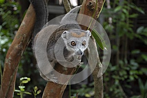 Portrait Crowned Lemur. Madagascar. Africa