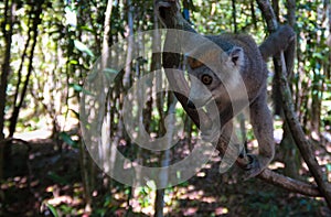 Portrait of crowned lemur at the tree, Atsinanana region, Madagascar