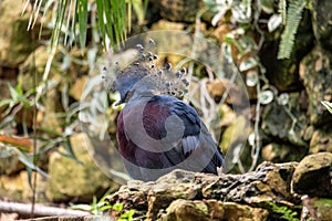 A Portrait of a Crowned Pigeon