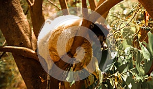 Portrait of the crowned sifaka aka Propithecus coronatus at Lemurs park, Antananarivo, Madagascar