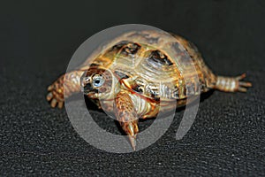 Portrait of the Cub of a Central Asian turtle