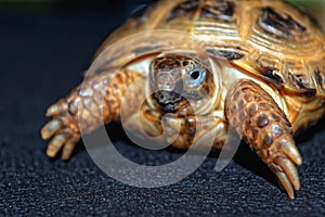 Portrait of the Cub of a Central Asian turtle