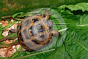 Portrait of the Cub of a Central Asian turtle