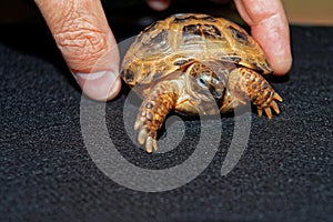 Portrait of the Cub of a Central Asian turtle