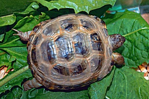 Portrait of the Cub of a Central Asian turtle