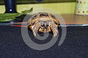 Portrait of the Cub of a Central Asian turtle