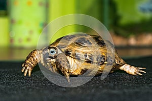 Portrait of the Cub of a Central Asian turtle