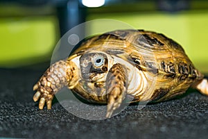 Portrait of the Cub of a Central Asian turtle