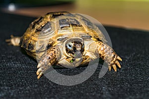 Portrait of the Cub of a Central Asian turtle