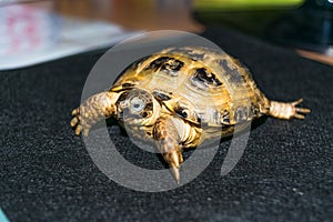 Portrait of the Cub of a Central Asian turtle