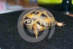 Portrait of the Cub of a Central Asian turtle