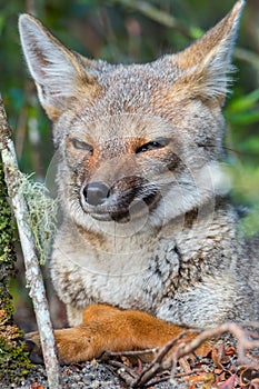 Portrait of the cunning fox