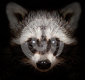 Portrait of a cunning raccoon