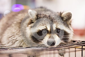 Portrait of a cunning raccoon. Closeup