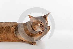 Portrait Curious Abyssinian cat lying on ground. Angry. Isolated on white background